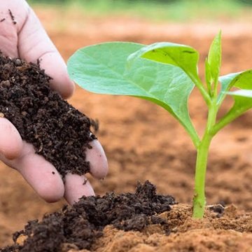 Cow Dung Fertilizer