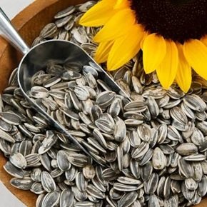 Sunflower Seed