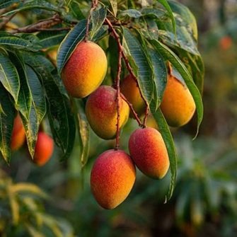 Fresh Mango