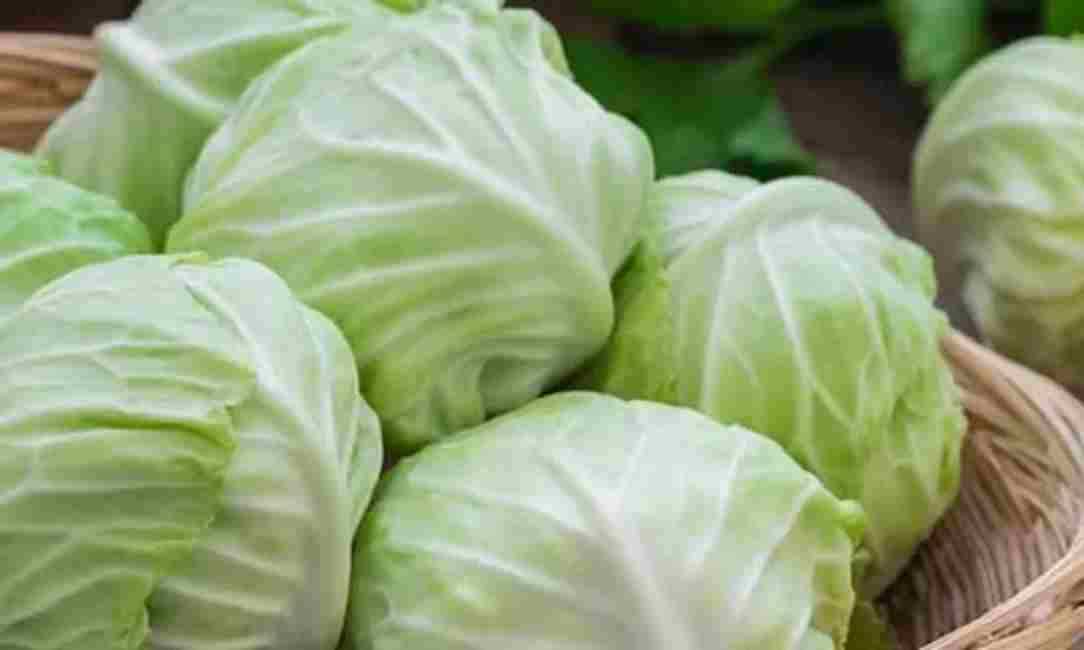 Cabbage