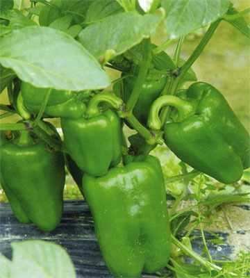 Capsicum