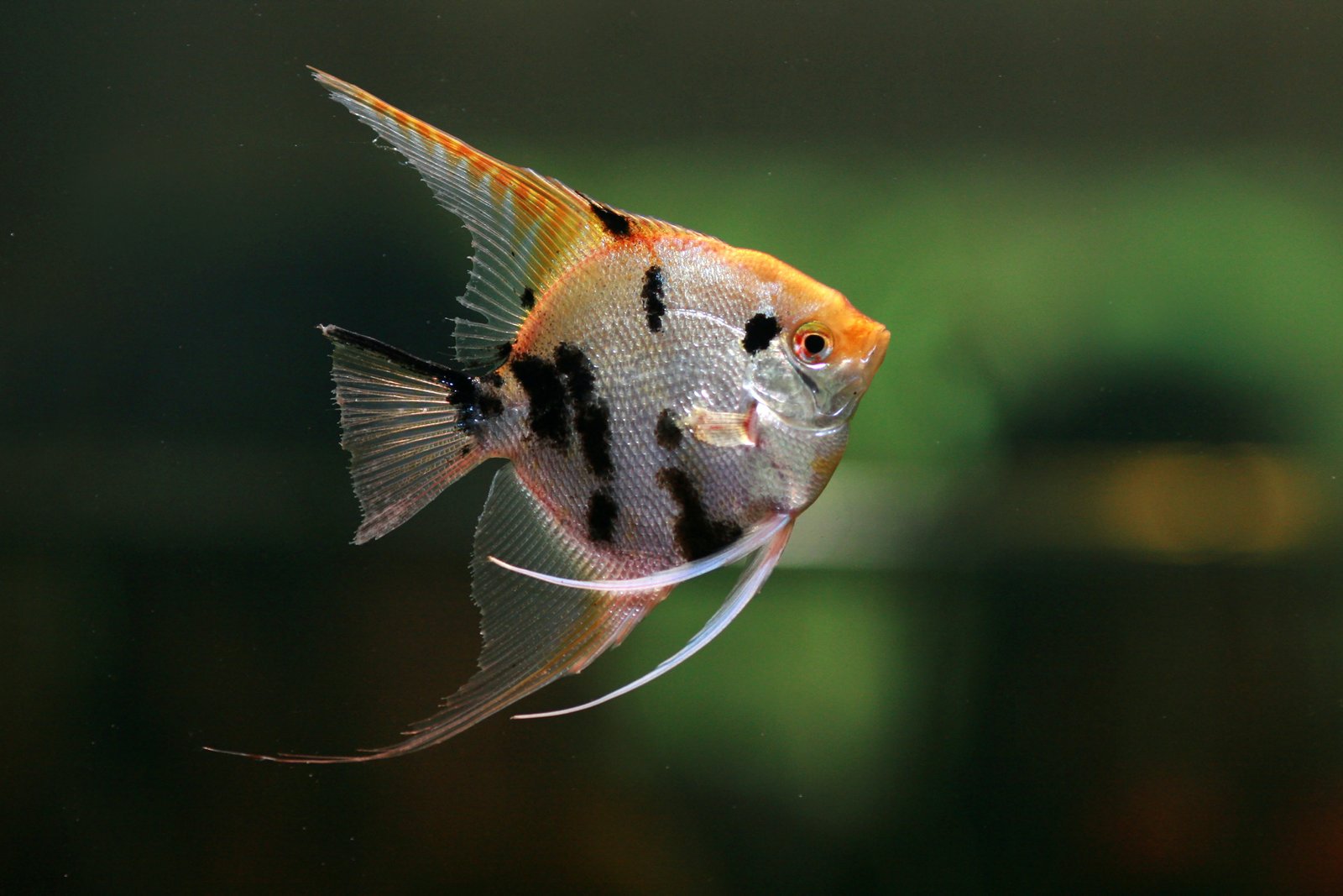 fish