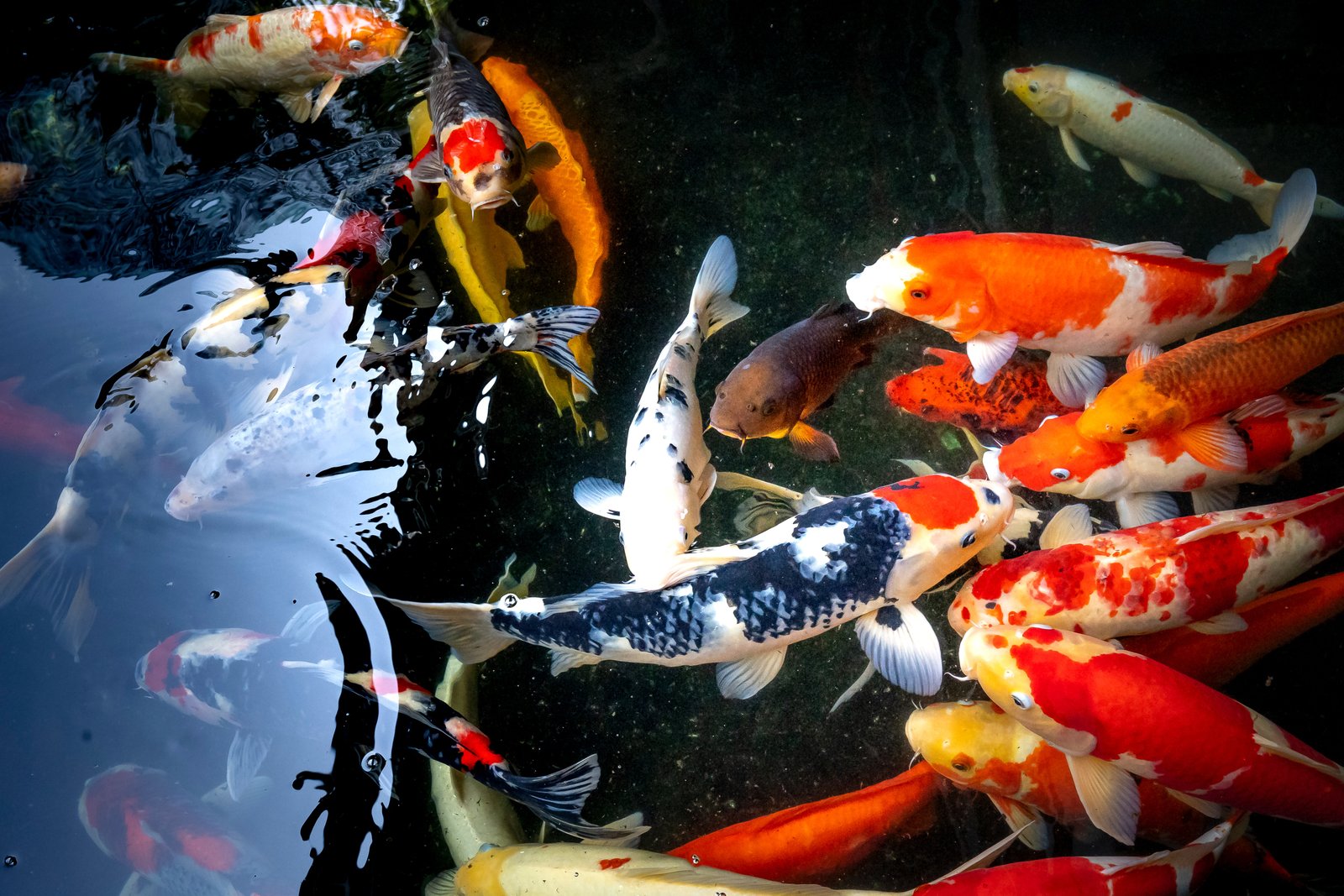 fish
