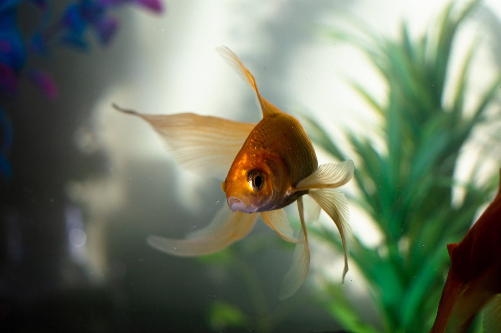 fish