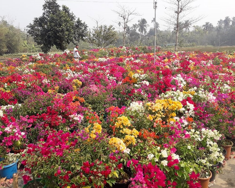 Flower Plant