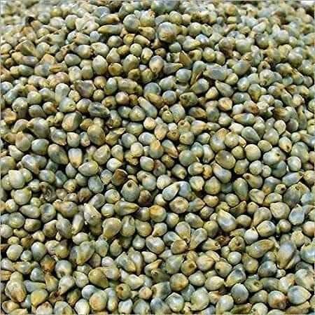 pearl millet