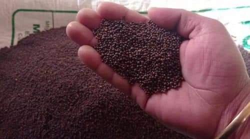 Mustard seed