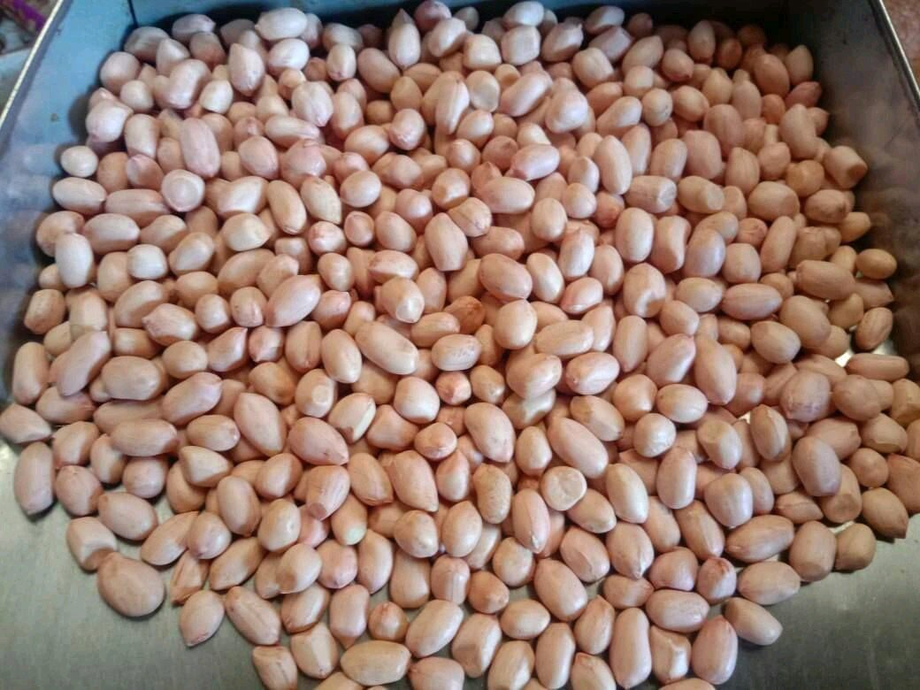 Ground nut