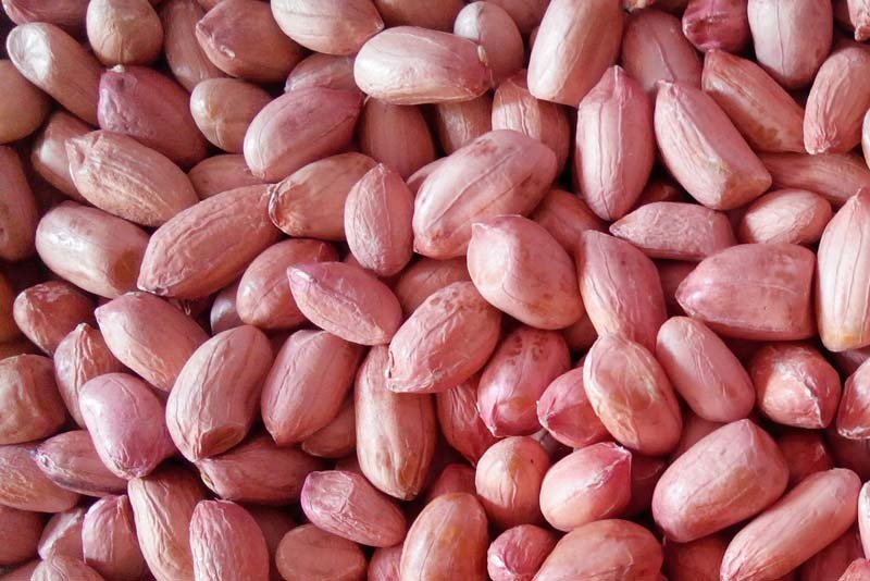 Groundnut