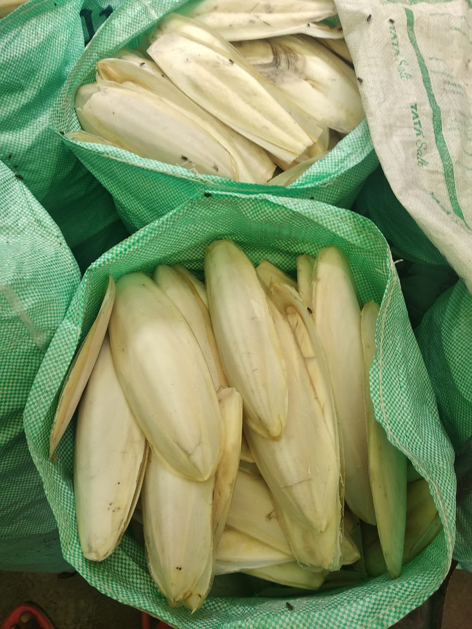 Cuttlefish bone  Exporters from India