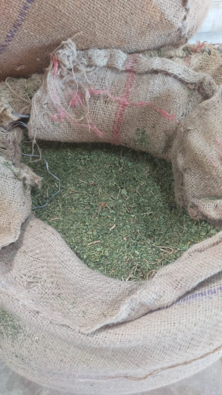 Papaya Leaves  Exporters from India