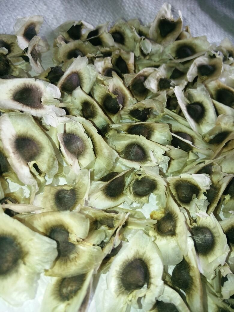 Moringa seeds with wings  Exporters from India