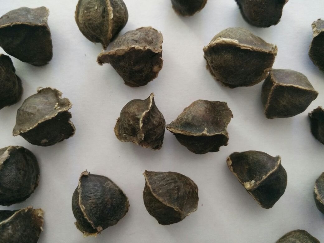 Moringa seeds without wings