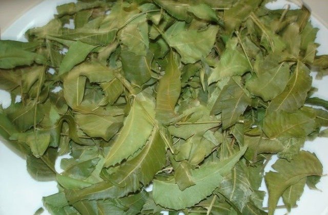 Neem Leaves (Azadirachita Indica)