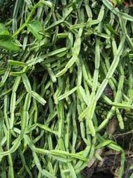Cissus Quadrangularis