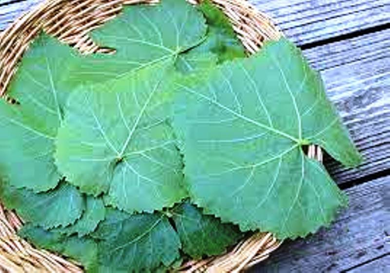 Grape Leaves