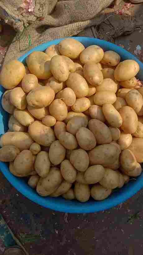Fresh potato