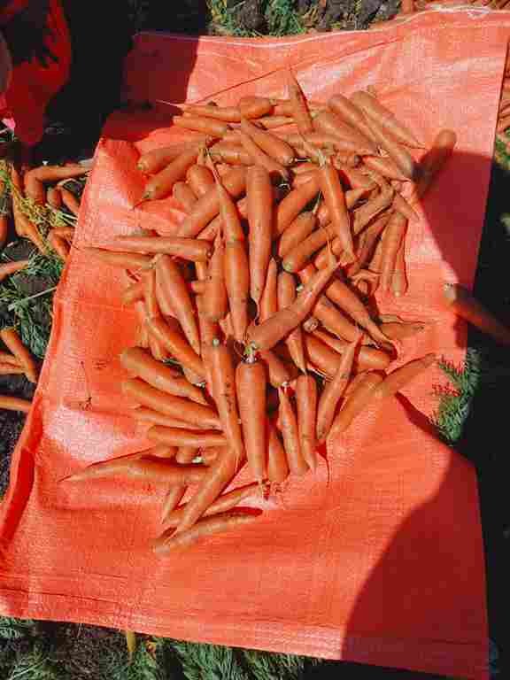 Fresh carrot