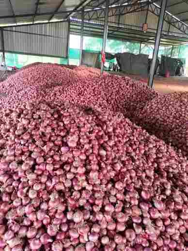 Red onion
