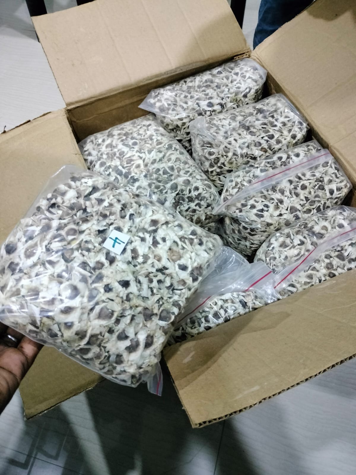 Moringa PKM1 Seeds (Planting Purpose)
