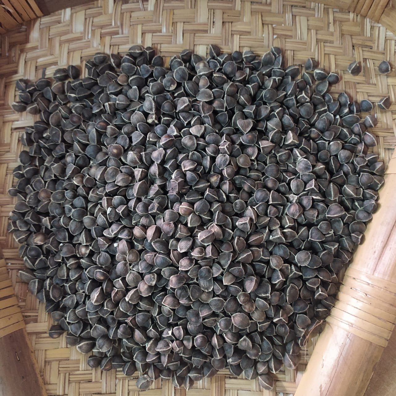 Moringa Seeds Without Wings