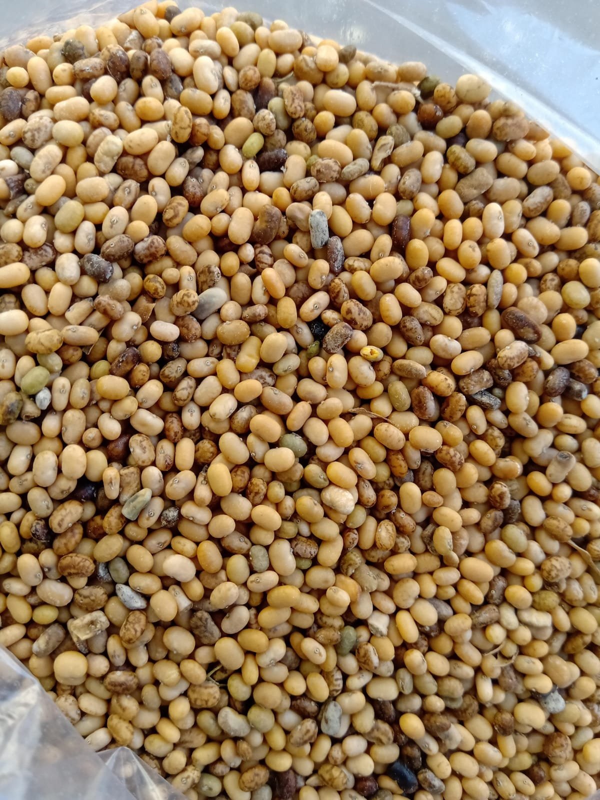 Tephrosia Purpurea seeds / Sarphonka Seeds