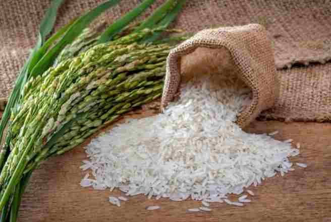 Rice 