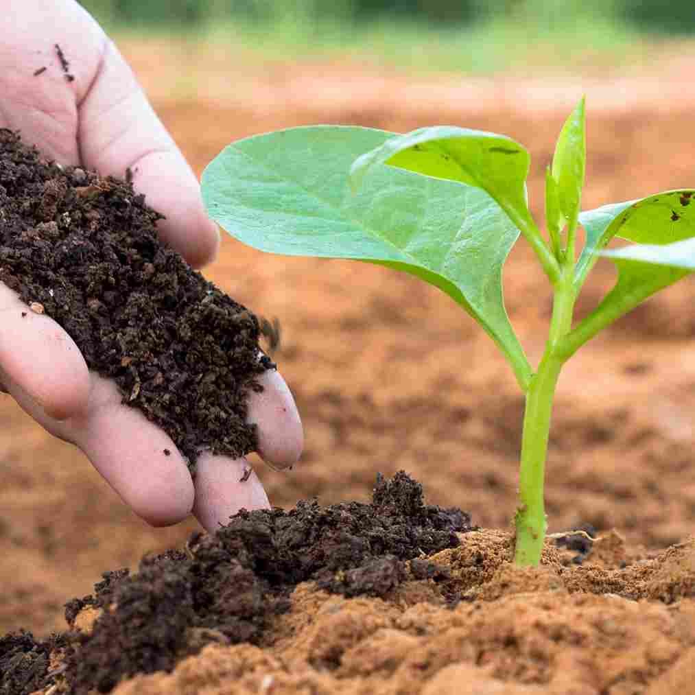 Vermicompost 