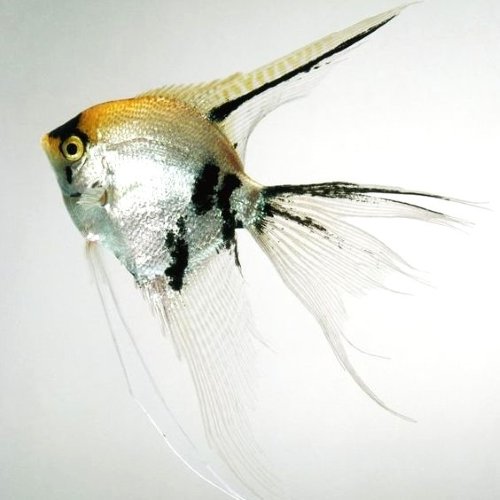 Koi Ghost Angel