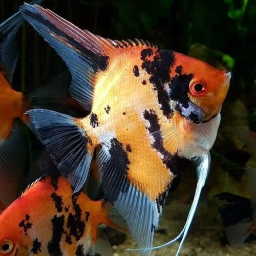 Koi Angel Fish 
