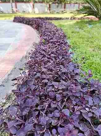 Alternanthera Plant 