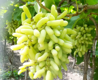 Grapes