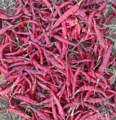 Dry Red Chilli
