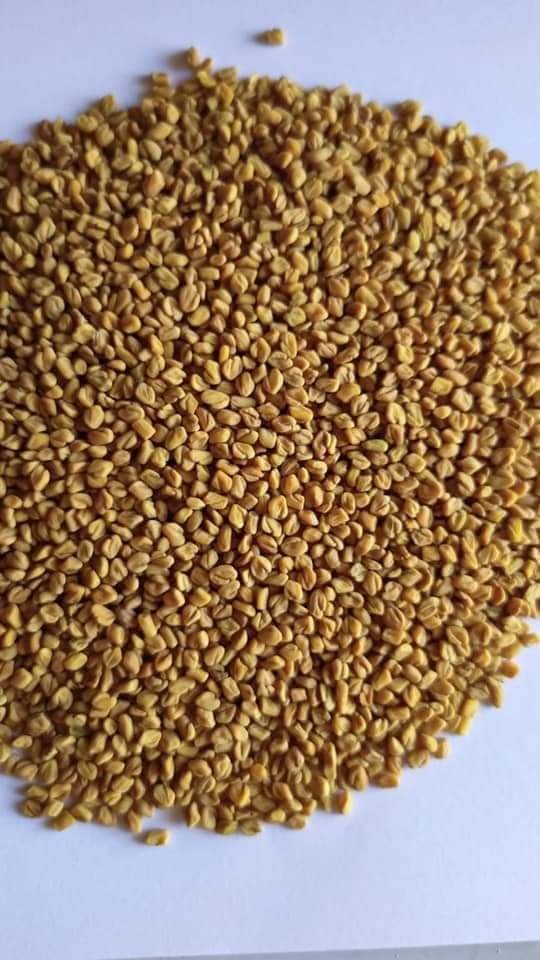 Wheat 