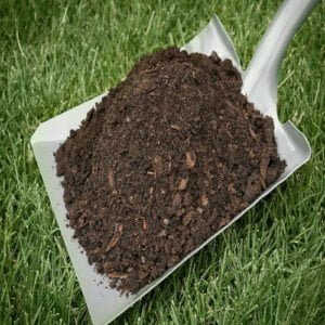 Cow Dung Powder