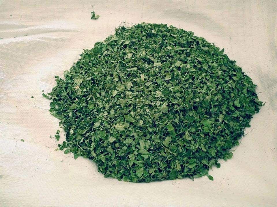 ORGANIC MORINGA LEAVES