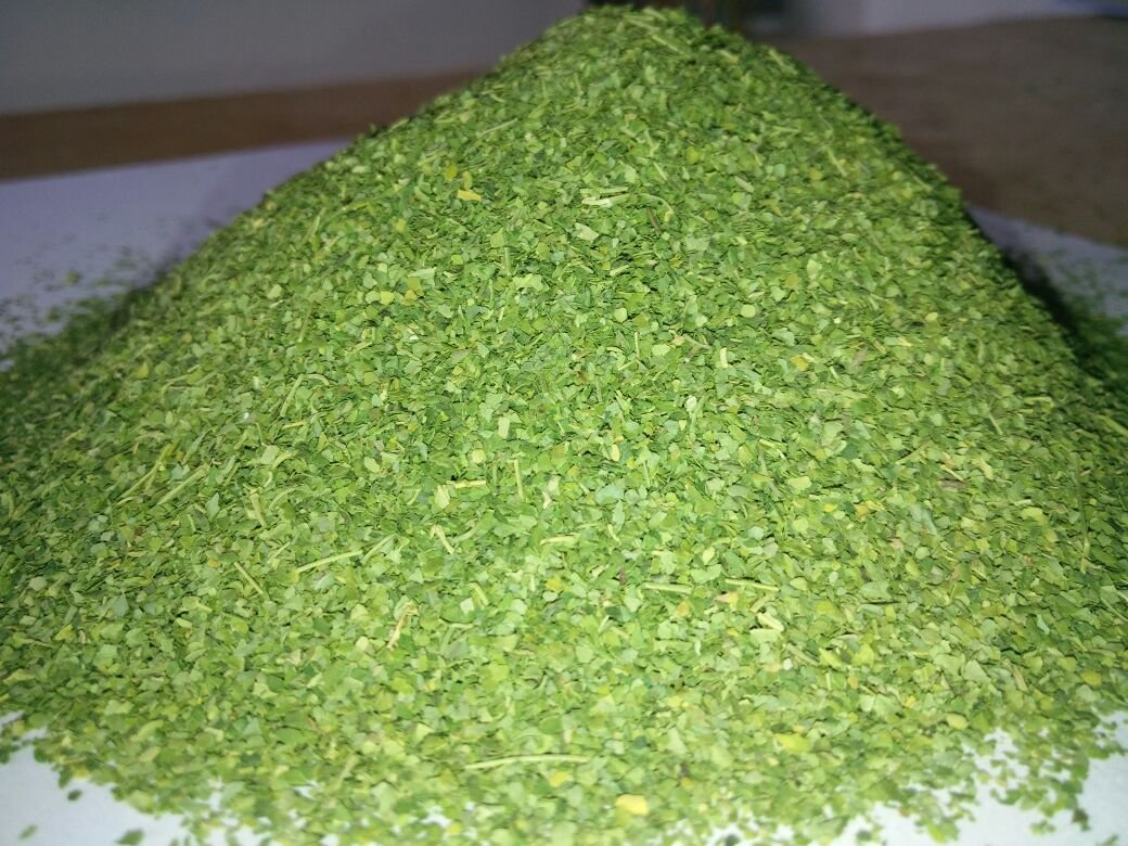  ORGANIC MORINGA TBC LEAVES  Exporters from India