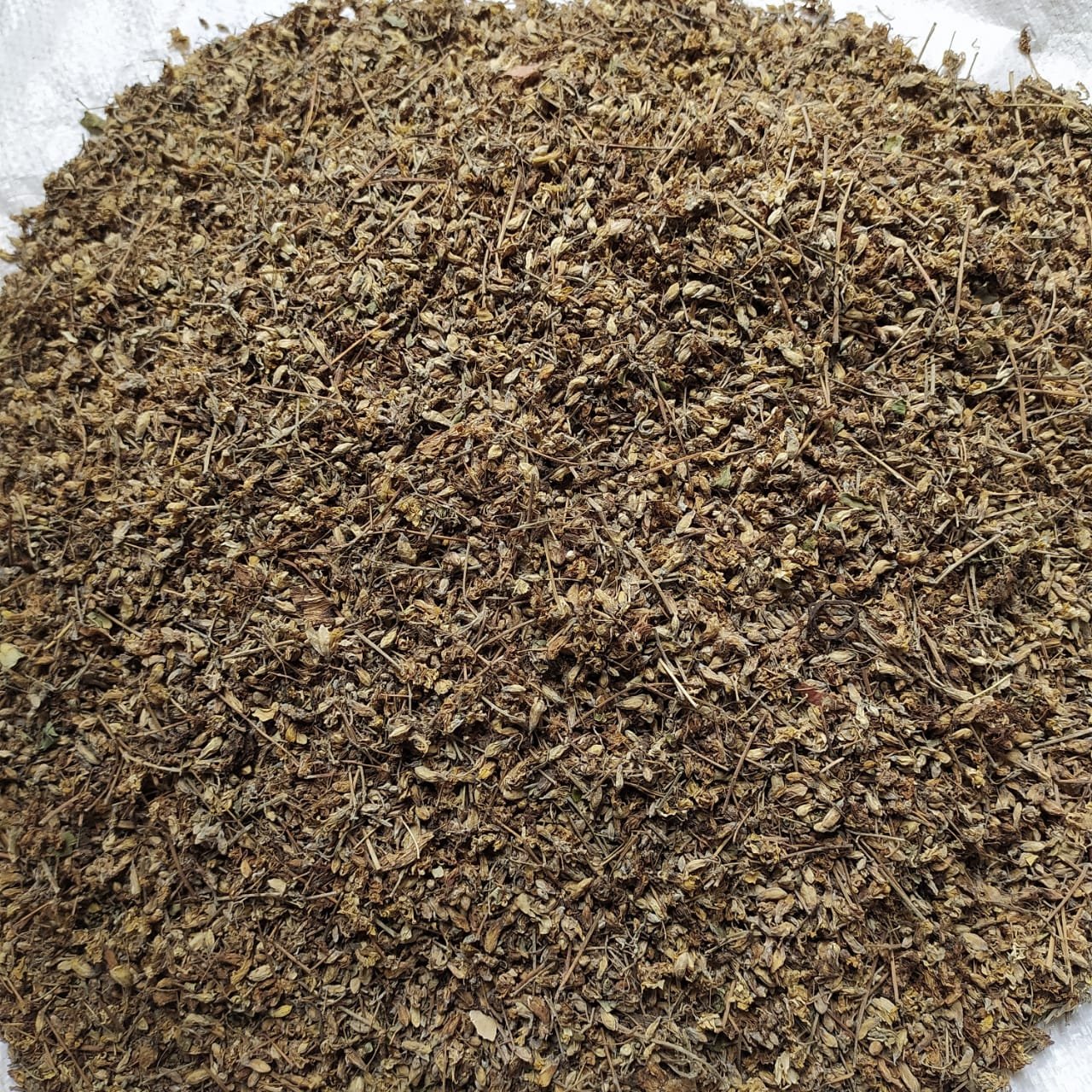  MORINGA dry flower  Exporters from India