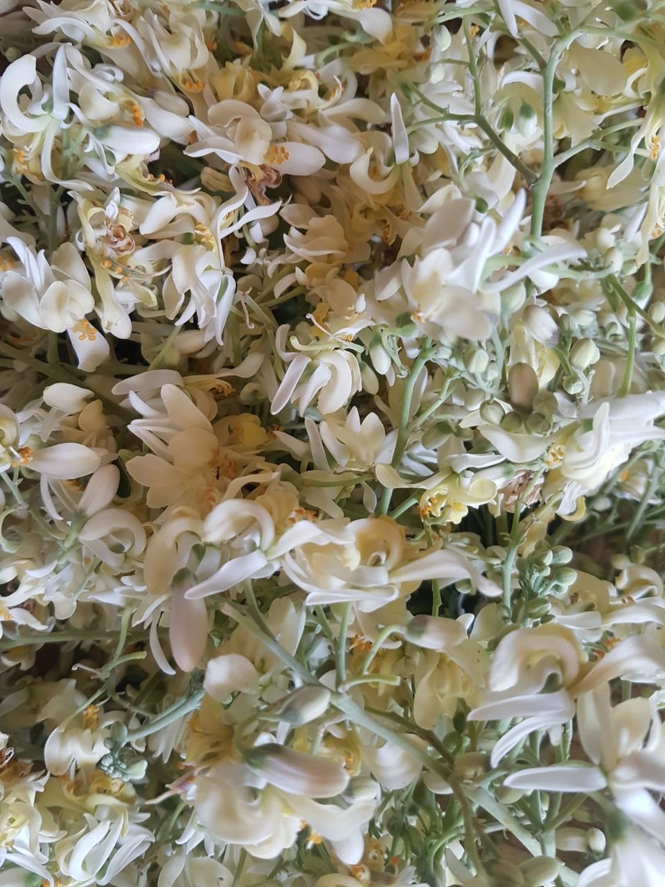 ORGANIC MORINGA dry flower