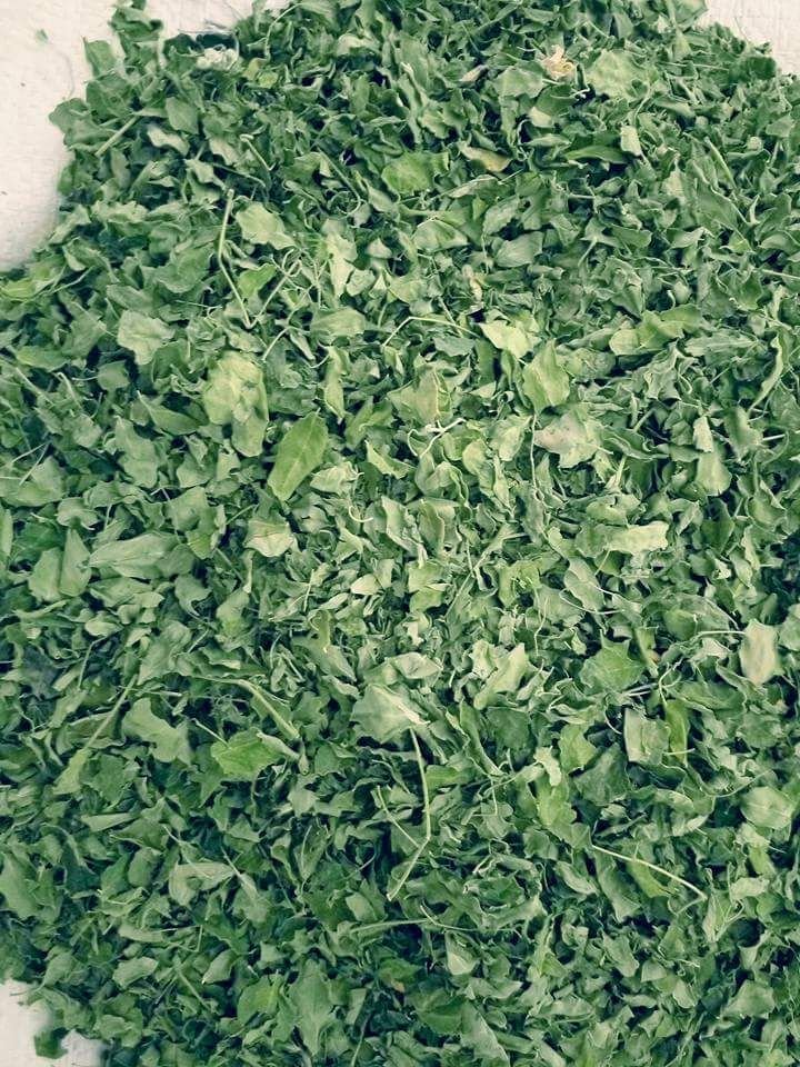  MORINGA LEAVES SUPPLIERS