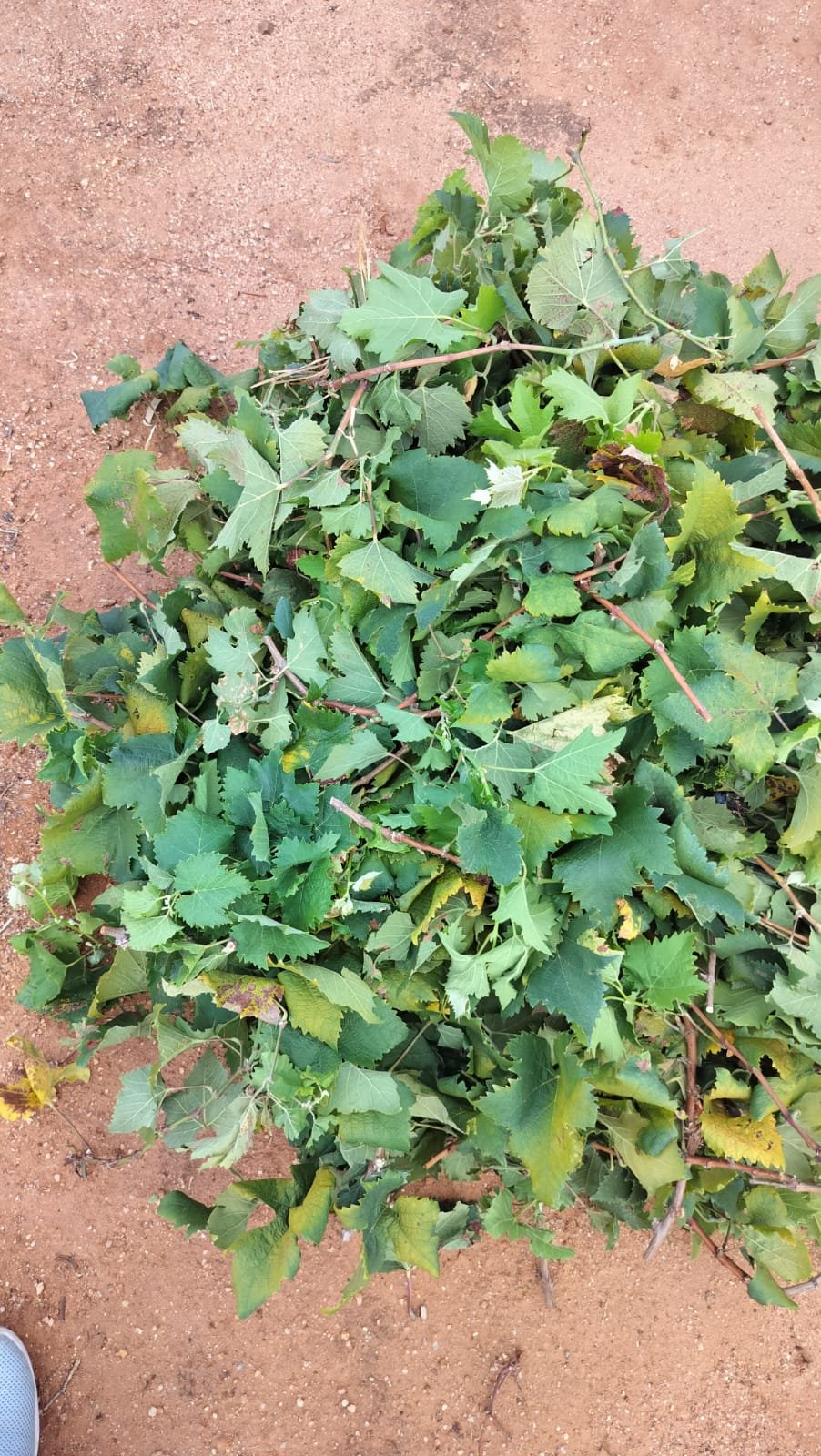  GRAPES LEAVES  Exporters from India