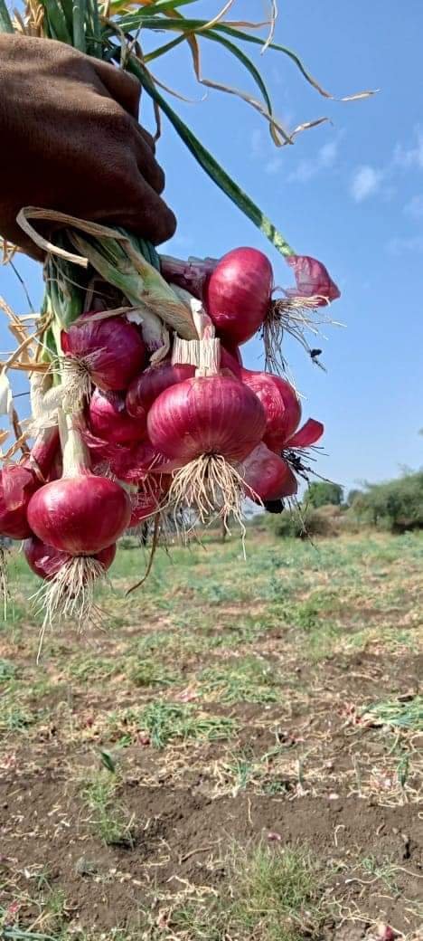 Fresh Onion