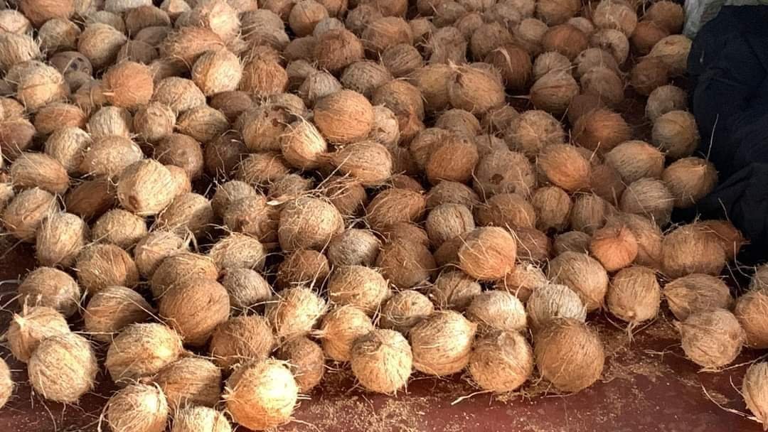 Coconut